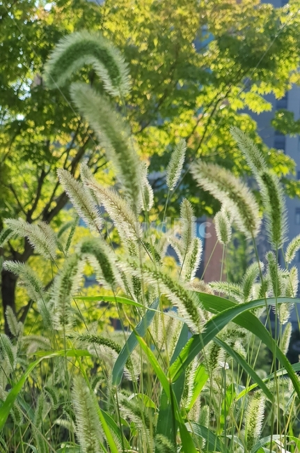 식물,plant,grass,잔디,초록색,강아지풀,식물,자연,plants,nature