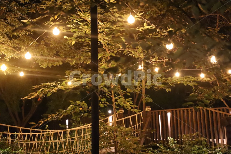 light,빛,flare,플레어,나무,식물,자연,plants,nature,나무,trees,wood