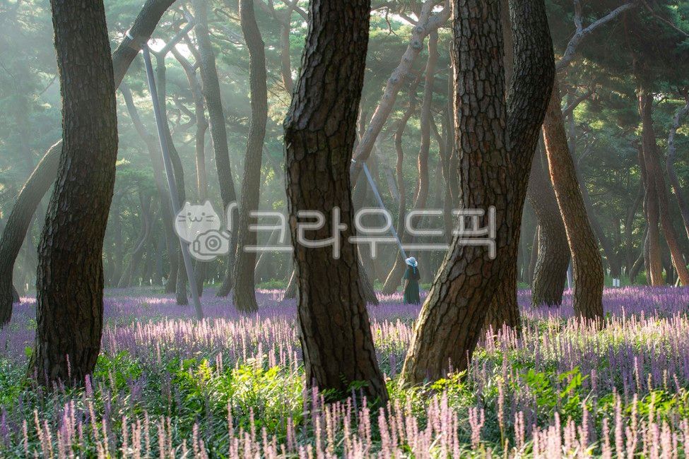 pine tree,Gyeongju city,Maekmundong,Macmundong flower,tree,Hwangseong Park,pine forest
