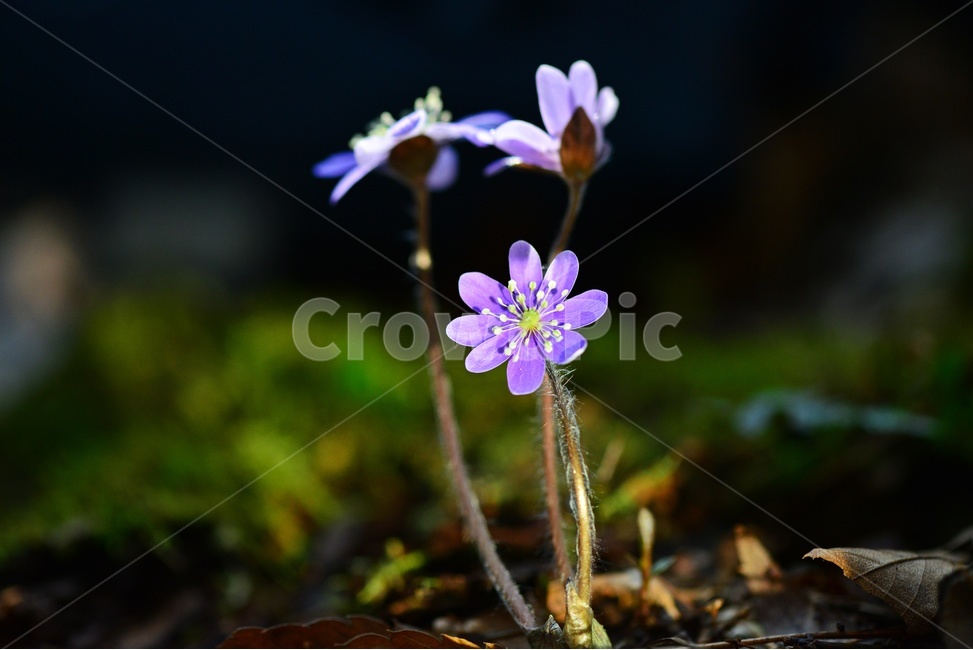 flower,blossom,꽃,plant,식물,노루귀,분홍노루귀,솜털,빛,식물,자연,plants,nature,꽃,flower