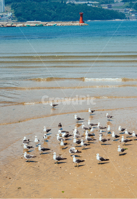 바다,여름,거제도,시원함,일상,갈메기,동물,animal,조류,새,birds