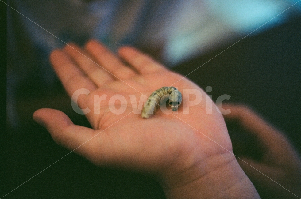 누에고치,곤충,연출사진,인물사진,교감,사람,자연,손,감성사진,필름사진,아름다운,신비한,communion,personal,insect,nature,hand,sensitive,film,beautiful,동물,animal,곤충,벌레,insect,bug,사람,인물,인간,human,person,감성,sensible,feeling,연출,컨셉,콘셉,direction,concept