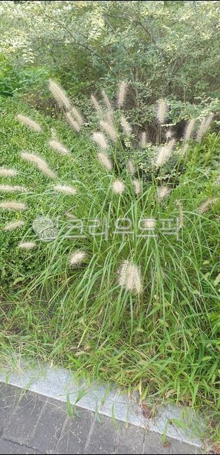 plant,식물,green,강아지풀,개꼬리풀,greenfoxtail,구미초,푸른,풀,가을,greenbristlegrass,야생풀,초목