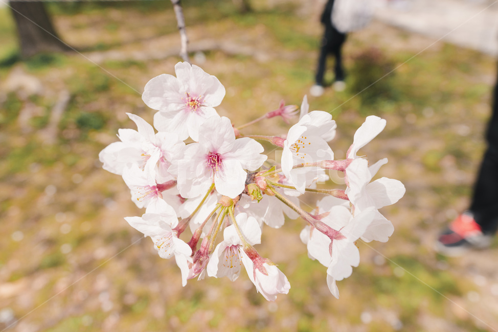 벚꽃,꽃,flower,blossom,plant,봄꽃,꽃망울,꽃봉우리,식물,자연,plants,nature,꽃,flower