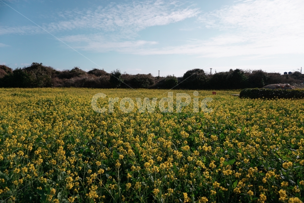 제주도,봄,꽃,유채꽃,유채,하늘,봄,계절,spring,season,자연,풍경,nature,landscape,한국자연풍경,한국자연경관,korea nature landscape,제주도,jeju,jeju island,grassland,목초지,field,들,outdoors,옥외,rural,농촌,farm,농장,meadow