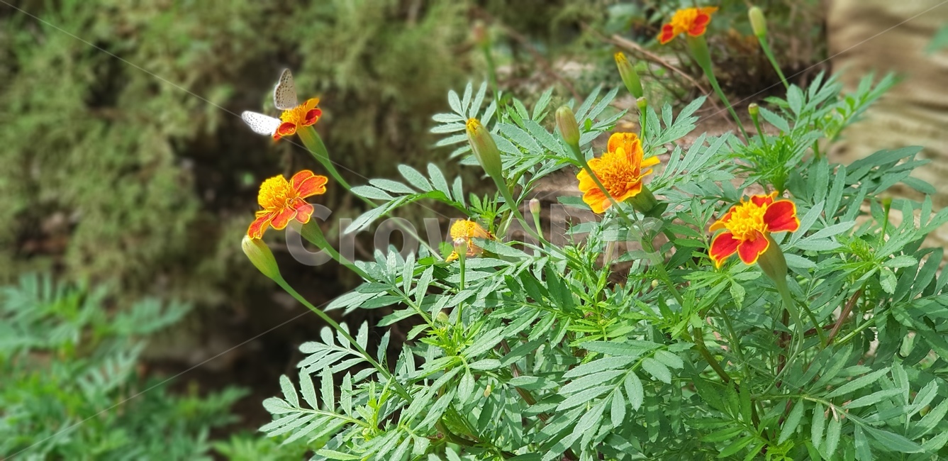 꽃,주황,식물,정원,풀,잎사귀,초록,계절,자연,꽃밭,plant,flower,blossom,향기