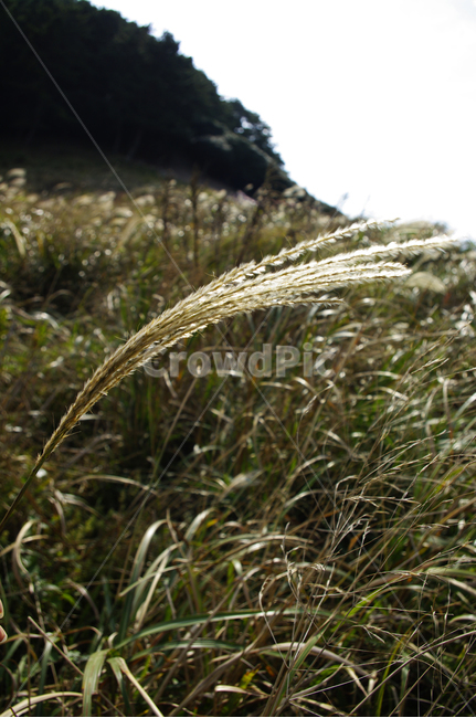 풀,억새,식물,잡초,plant