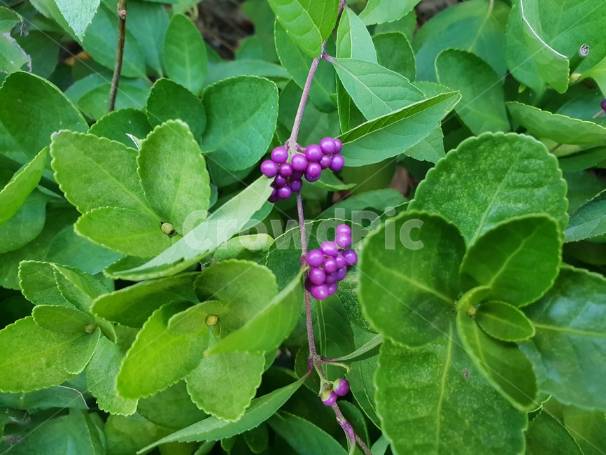 열매,보라색,식물,힐링,자연,바이올렛,식물,자연,plants,nature,과일,열매,fruit