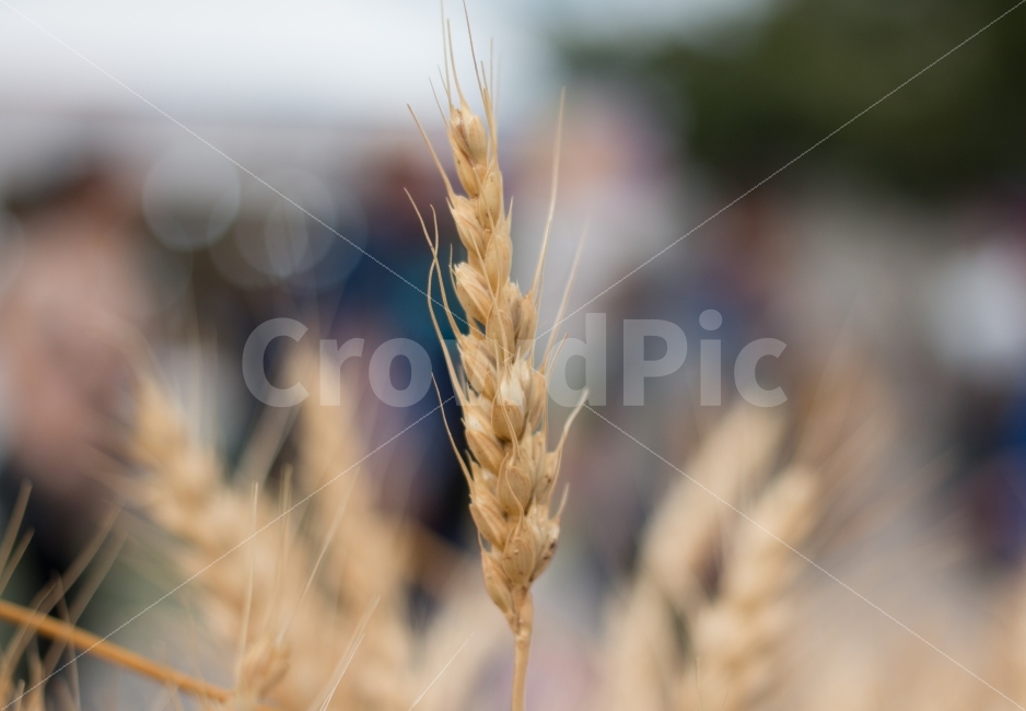 macro,good harvest,harvest,richness,agricultural products,rich,warm,affix,ear,plant,season,ears of wheat,wheat,Agriculture,autumn,grain,soft