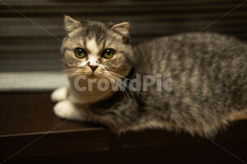 고양이,일상,귀여운,둥근,짧은,스코티쉬폴드,cat,animal,pet,동물,애완묘,동물,animal,포유류,mammal,고양이,cat,kitten,kitty