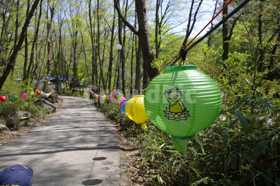 길,나무,식물,plant,봄,spring,초록,연등,종교,신앙,religion,belief,faith,축제,행사,festival,carnival,event