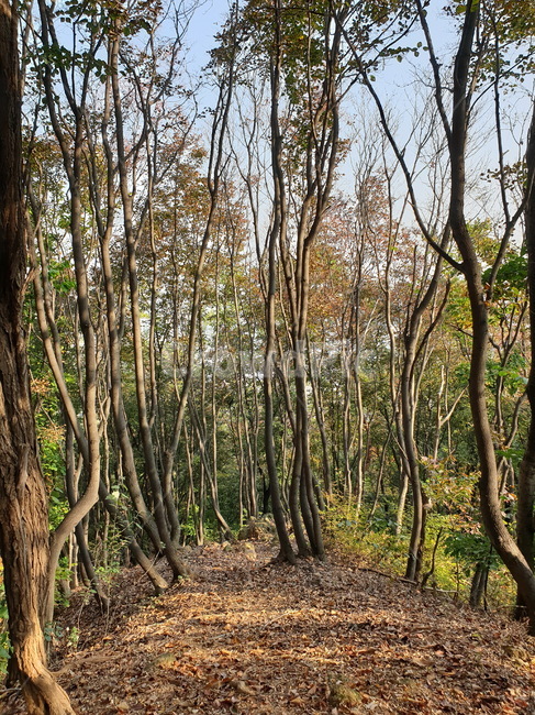 단풍나무,나무,단풍,오솔길,자연,plant,식물,나무줄기,햇빛,나뭇잎,treetrunk,ground