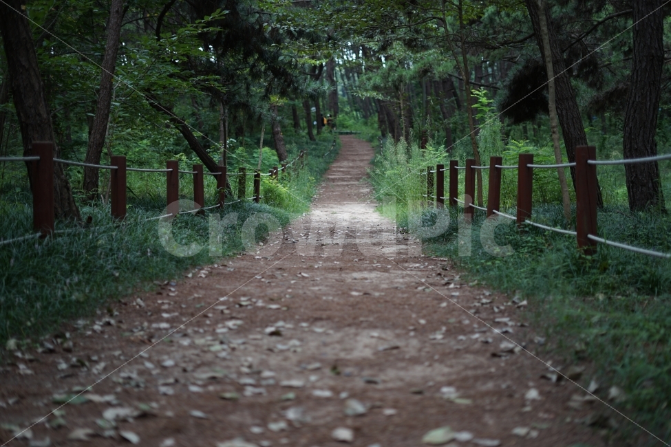 자연,숲,산책로,나무,흙길,자연,풍경,nature,landscape,여름,계절,summer,season,road,도로,gravel,자갈,dirt road