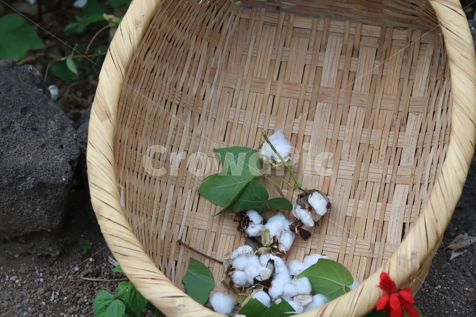 제주도,소품,소쿠리,목화,꽃,목화솜,솜,자연,현무암,꽃,flower