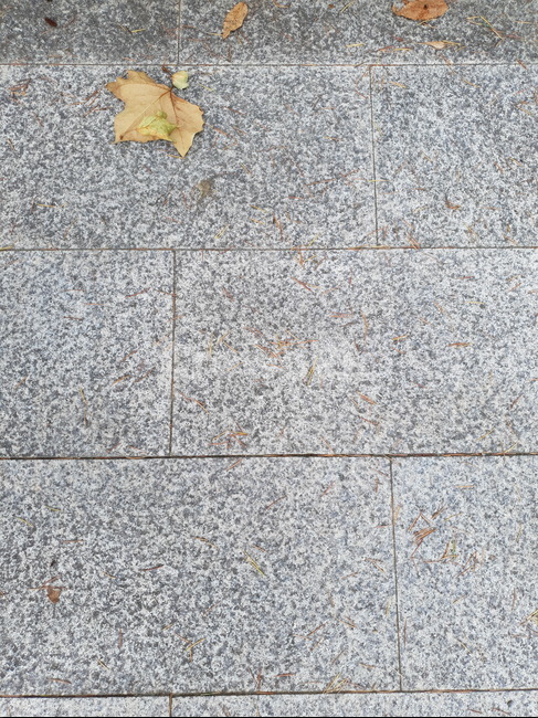 leaf,plant,식물,돌바닥,바닥,벽돌,회색