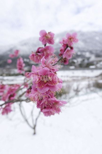 홍매화,매화,3월,춘설,눈,봄,자연,근접촬영,closeup,march,꽃,flower,spring,season,plant
