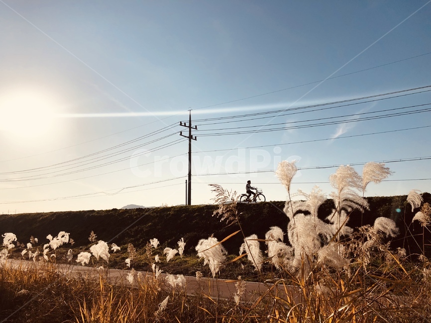 sky,warm,sunlight,wire,Reed,bicycle,telephone pole,autumn,Emotion