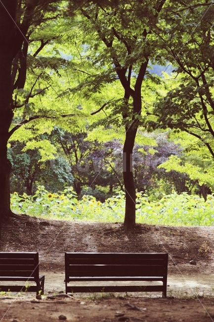 감성사진,가을,꽃,공원,밴치,의자,해바라기,나무사진,숲속,풍경사진,식물,자연,plants,nature,나무,trees,wood,휴식,힐링,rest,relaxation,healing