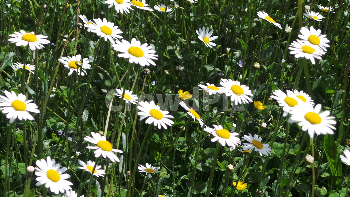 plant,식물,flower,blossom,daisy,daisies,데이지,꽃,nature,자연,식물,자연,plants,nature,꽃,flower