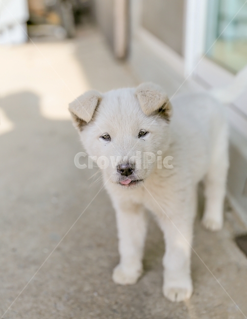 강아지,개,진돗개,똥개,시골,똥강아지,아기,아기강아지,귀여운,동물,동물,animal,포유류,mammal,개,강아지,dog,doggy