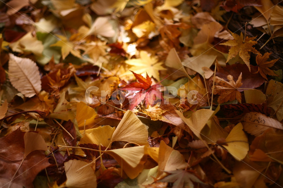 tree,나무,plant,식물,나무줄기,공원,자연,단풍,가을,계절,fall,autumn,season,자연,풍경,nature,landscape