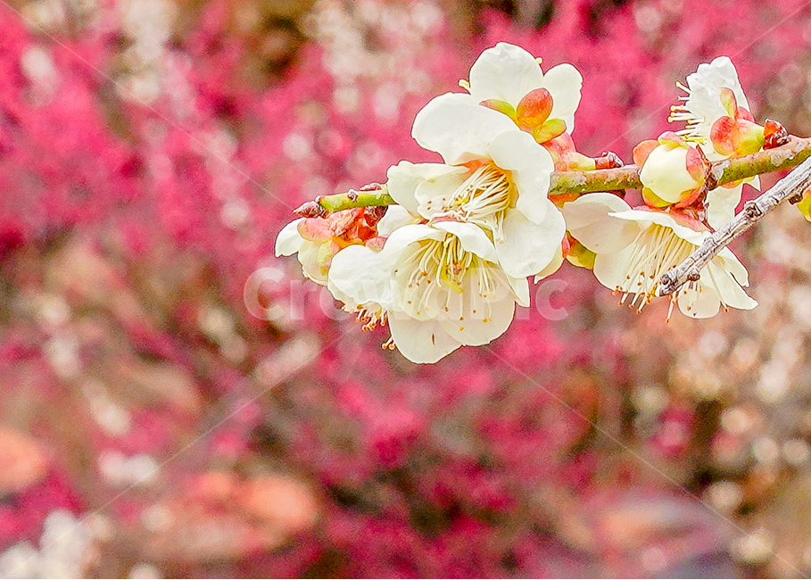 매화,봄사진,보케,홍매화,화창한봄,봄,계절,spring,season,식물,자연,plants,nature,꽃,flower,plant,blossom
