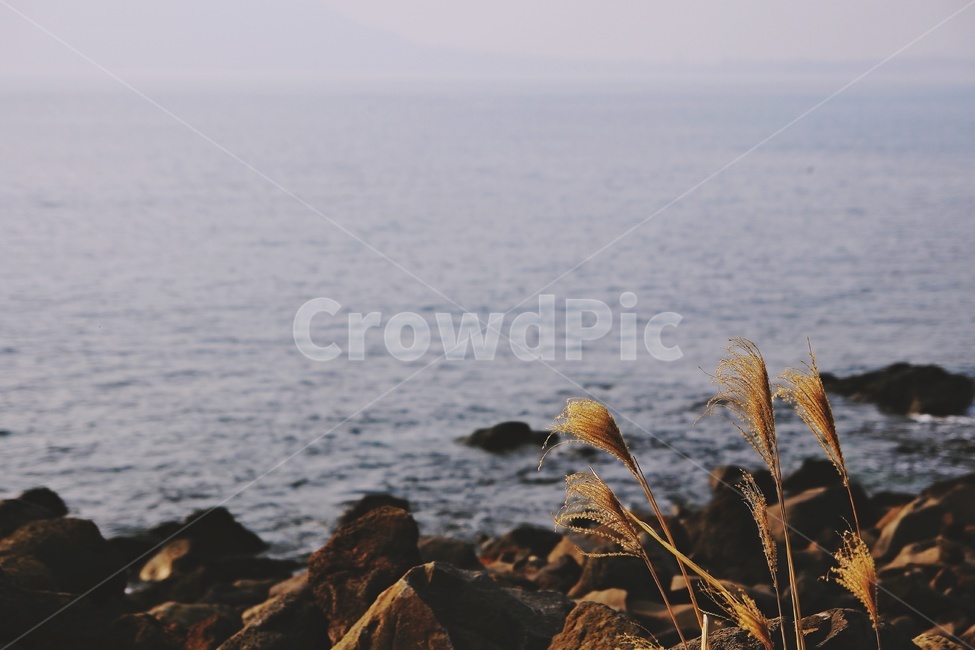 바닷가,갈대,갯바위,바다,seaside,therocksontheseashore,reed,sea,rock,자연,풍경,nature,landscape,grass,잔디,plant,식물