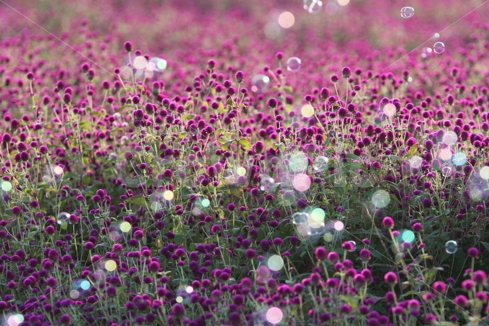 비눗방울,천일홍,꽃,식물,자연,식물,자연,plants,nature,꽃,flower,감성,sensible,feeling