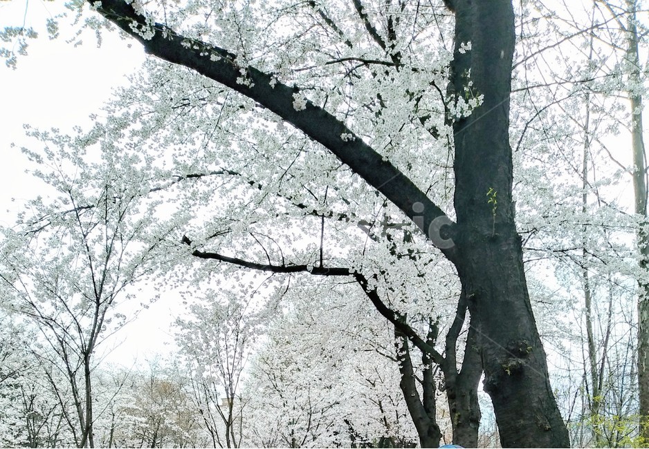 벗꽃,벗꽃나무,꽃,나무,봄,공원,식물,자연,색감,plants,nature,flower,봄,계절,spring,season,tree,plant,tree trunk,나무 줄기