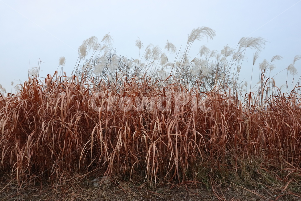 갈대,식물,reed,겨윤갈대,갈대밭