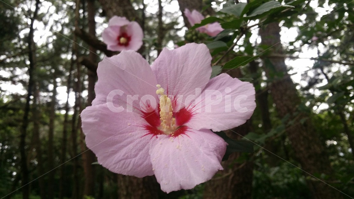plant,꽃,식물,자연,무궁화