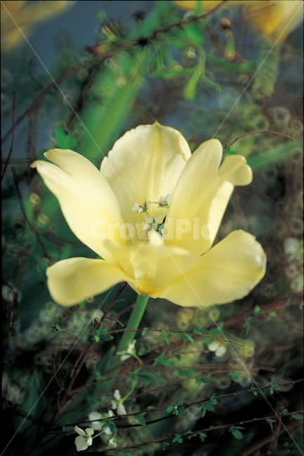 꽃,식물,배경,클래식,흰꽃,우아한,분위기,감성,식물,자연,plants,nature,꽃,flower