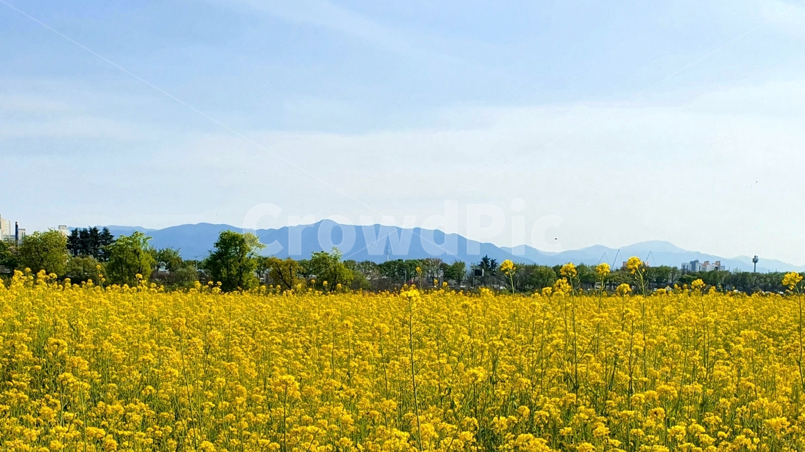 자연,꽃,유채꽃,봄,grassland,outdoors,field,nature,flower,spring
