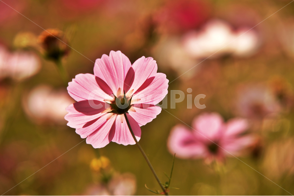 코스모스,가을,계절,꽃,식물,야생화,꽃밭,핑크,분홍색,식물,자연,plants,nature,꽃,flower