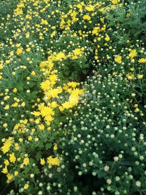 plant,식물,flower,꽃,자연,국화,국화꽃,노란꽃,식물,자연,plants,nature,꽃,flower