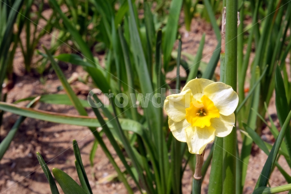 꽃,꽃잎,식물,flower,봄,수선화,봄,계절,spring,season,식물,자연,plants,nature,꽃,flower,plant,blossom