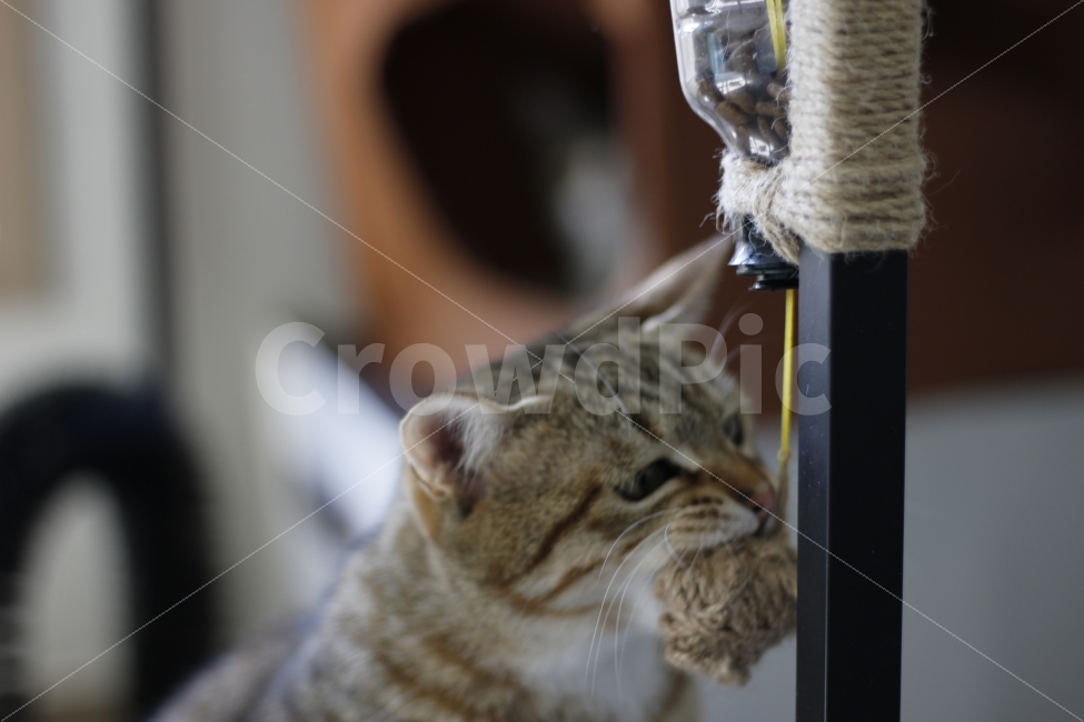 고양이,반려동물,유기묘,길냥이,애완동물,cat,pet,kitten,아기고양이,코숏,코리안숏헤어,동물,animal,캣맘,캣대디,사료,장난감,디스펜서,동물,animal,고양이,cat,kitten,kitty,포유류,mammal