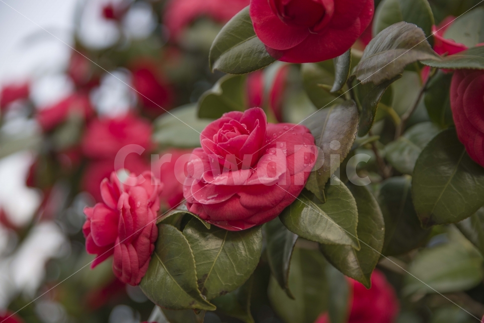 봄,봄꽃,풍경,시골,장미,봄비,비,물방울,식물,자연,plants,nature,꽃,flower