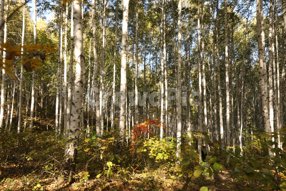 산,나무,경치,자연,빛,가을,계절,fall,autumn,season,자연,풍경,nature,landscape,식물,plants,tree,plant
