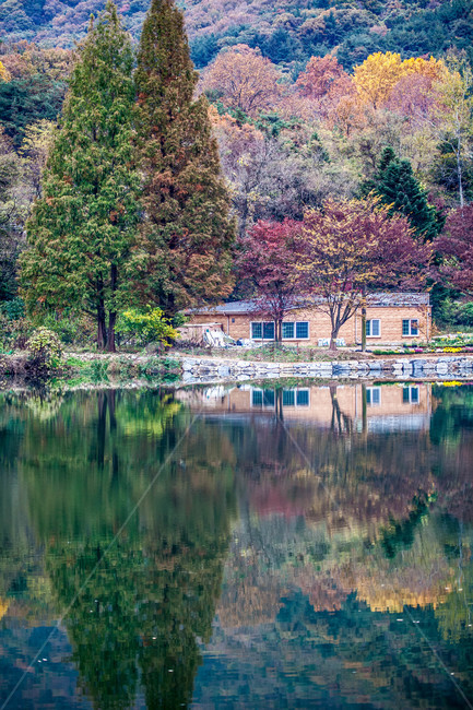 가을,반영,단풍,메타세콰이어,plant,fall,호수,lake,maple
