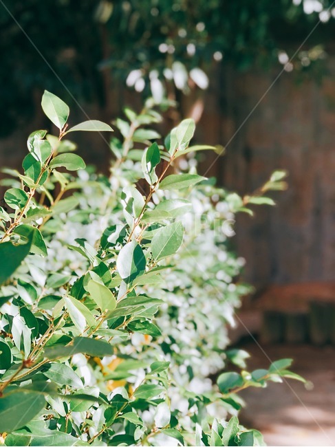 봄,자연,나무,나뭇잎,초록색,식물,자연,plants,nature,감성,sensible,feeling,휴식,힐링,rest,relaxation,healing