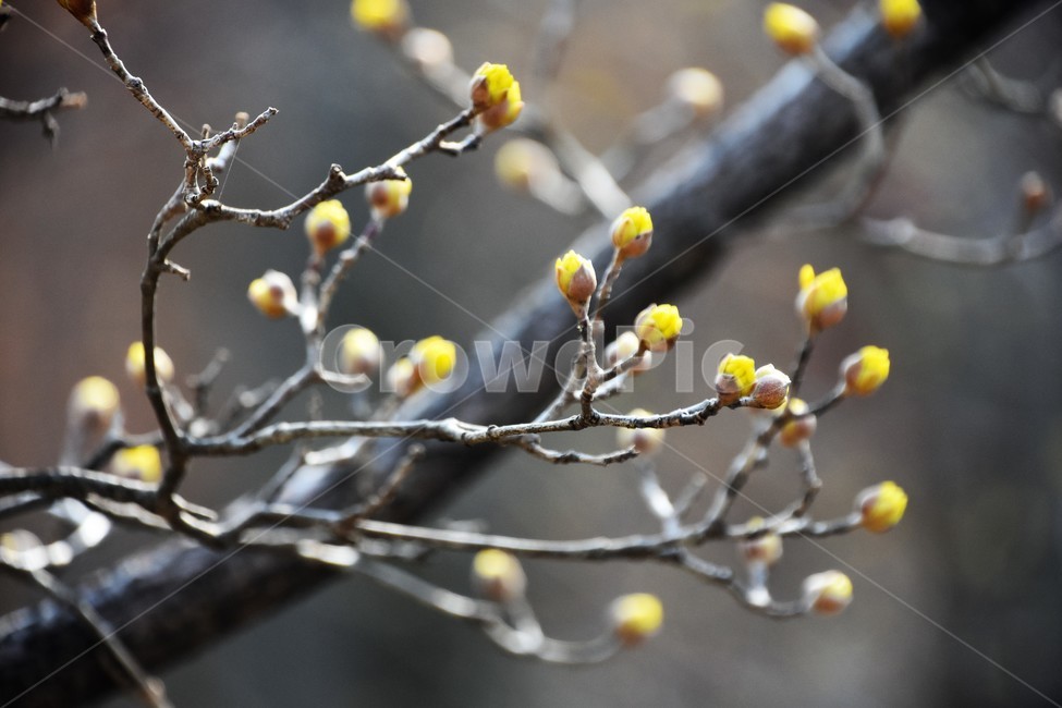 산수유,봄꽃,자연,식물,나무,봄,계절,spring,season,식물,자연,plants,nature,꽃,flower,plant