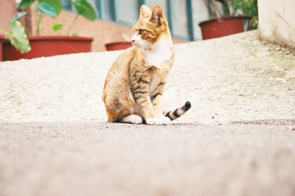 고양이,동물,포유류,cat,kitten,animal,표정,감정,emotion,동물,animal,포유류,mammal,고양이,cat,kitten,kitty,감성,sensible,feeling
