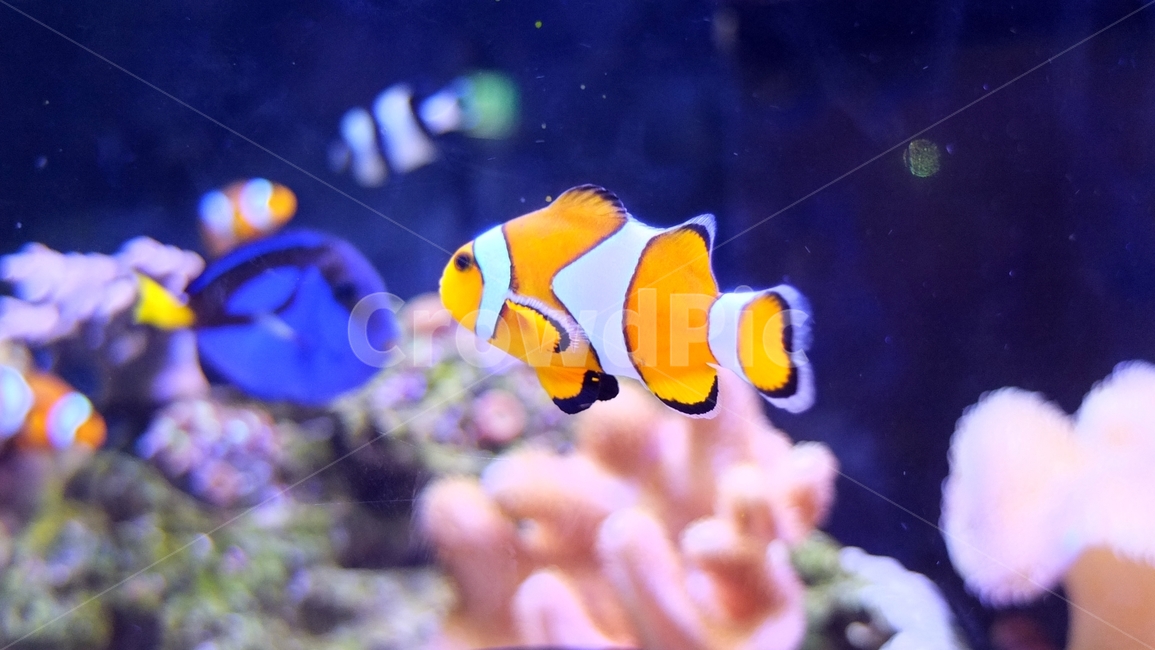 물고기,해양생물,물,동물,니모,fish,sealife,animal,water,동물,animal,어류,물고기,fish,색깔,색상,색채,색감,color sense,color sensitivity,feeling of color