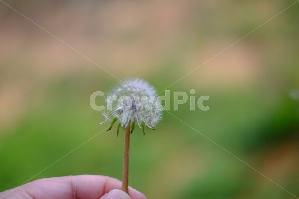 plant,식물,민들레,꽃씨,홀씨,바람