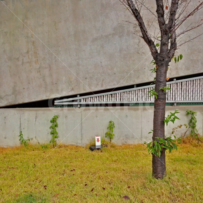 나무,잔디,감성,삼각형,건물,식물,자연,plants,nature,나무,trees,wood