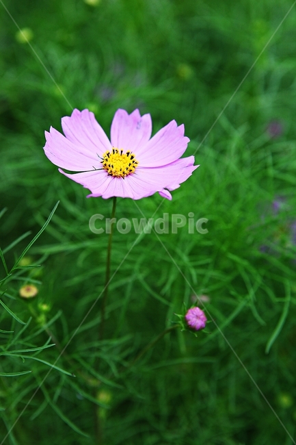 코스모스,꽃,꽃잎,식물,자연,공원,가을,가을꽃,식물,자연,plants,nature,꽃,flower