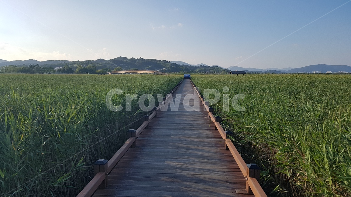 풍경,순천만,다리,평원,갈대,자연,풍경,nature,landscape,boardwalk,산책로,bridge,building,건물