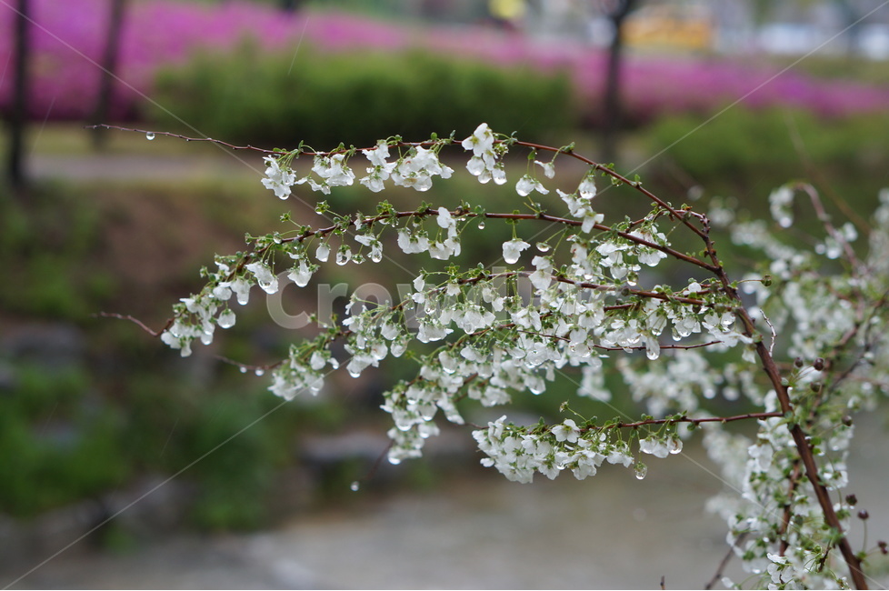 비,나무,물방울,흐림,흰색,오후,봄,계절,spring,season,식물,자연,plants,nature,꽃,flower,비,비오는날,rain,rainy,plant