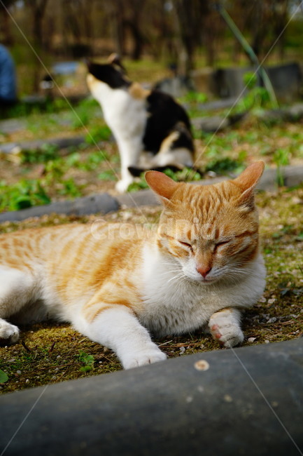 고양이,길고양이,동물,포유류,cat,animal,야옹,냐옹,야옹이,냐옹이,삼색고양이,4월,봄,april,spring,풍경,landscape,alleycat,짐승,식물,꽃밭,화단,동물,animal,포유류,mammal,고양이,cat,kitten,kitty